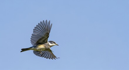 Obraz premium Nuthatch in Flight, displaying the beauty of soaring avian creatures
