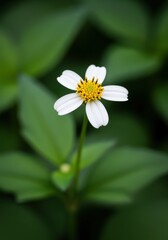 Obraz premium Delicate white flower blossom against soft green foliage