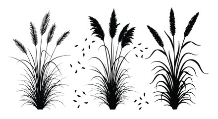 Silhouettes of Pampas Grass Plants with Plumes and Leaves.