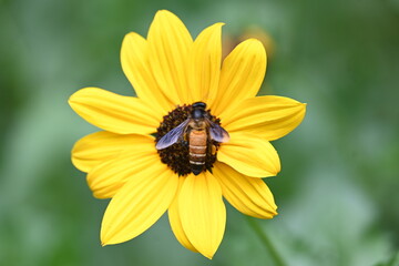 Honey bee collecting pollen from sunflower. A close up of a bright yellow sunflower with a bee gathering pollen in its center. wildlife.


