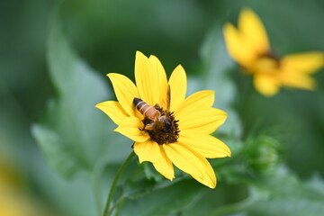 Honey bee collecting pollen from sunflower. A close up of a bright yellow sunflower with a bee gathering pollen in its center. wildlife.

