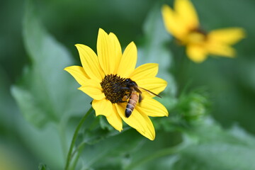 Honey bee collecting pollen from sunflower. A close up of a bright yellow sunflower with a bee gathering pollen in its center. wildlife.

