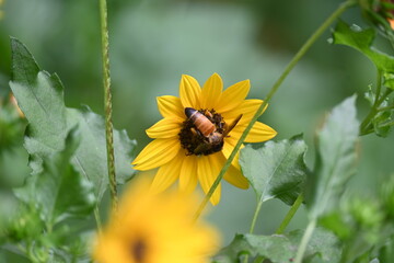 Honey bee collecting pollen from sunflower. A close up of a bright yellow sunflower with a bee gathering pollen in its center. wildlife.

