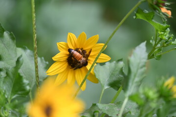 Honey bee collecting pollen from sunflower. A close up of a bright yellow sunflower with a bee gathering pollen in its center. wildlife.

