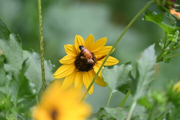 Honey bee collecting pollen from sunflower. A close up of a bright yellow sunflower with a bee gathering pollen in its center. wildlife.

