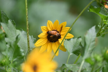 Honey bee collecting pollen from sunflower. A close up of a bright yellow sunflower with a bee gathering pollen in its center. wildlife.

