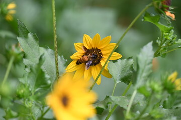 Honey bee collecting pollen from sunflower. A close up of a bright yellow sunflower with a bee gathering pollen in its center. wildlife.

