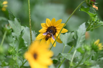 Honey bee collecting pollen from sunflower. A close up of a bright yellow sunflower with a bee gathering pollen in its center. wildlife.

