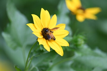 Honey bee collecting pollen from sunflower. A close up of a bright yellow sunflower with a bee gathering pollen in its center. wildlife.

