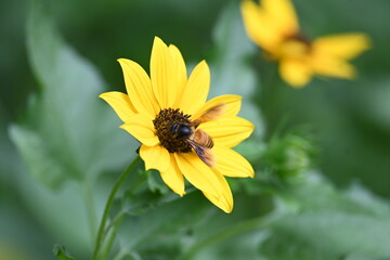 Honey bee collecting pollen from sunflower. A close up of a bright yellow sunflower with a bee gathering pollen in its center. wildlife.

