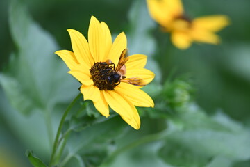Honey bee collecting pollen from sunflower. A close up of a bright yellow sunflower with a bee gathering pollen in its center. wildlife.


