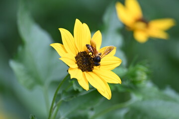 Honey bee collecting pollen from sunflower. A close up of a bright yellow sunflower with a bee gathering pollen in its center. wildlife.

