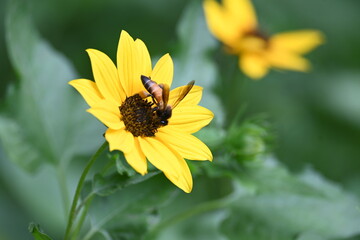 Honey bee collecting pollen from sunflower. A close up of a bright yellow sunflower with a bee gathering pollen in its center. wildlife.

