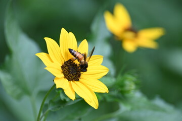 Honey bee collecting pollen from sunflower. A close up of a bright yellow sunflower with a bee gathering pollen in its center. wildlife.

