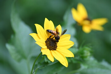 Honey bee collecting pollen from sunflower. A close up of a bright yellow sunflower with a bee gathering pollen in its center. wildlife.

