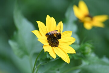 Honey bee collecting pollen from sunflower. A close up of a bright yellow sunflower with a bee gathering pollen in its center. wildlife.

