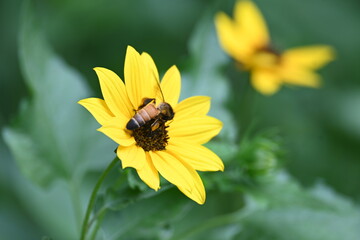 Honey bee collecting pollen from sunflower. A close up of a bright yellow sunflower with a bee gathering pollen in its center. wildlife.

