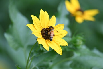 Honey bee collecting pollen from sunflower. A close up of a bright yellow sunflower with a bee gathering pollen in its center. wildlife.

