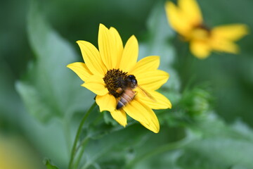 Honey bee collecting pollen from sunflower. A close up of a bright yellow sunflower with a bee gathering pollen in its center. wildlife.

