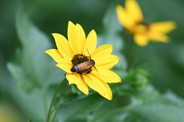 Honey bee collecting pollen from sunflower. A close up of a bright yellow sunflower with a bee gathering pollen in its center. wildlife.

