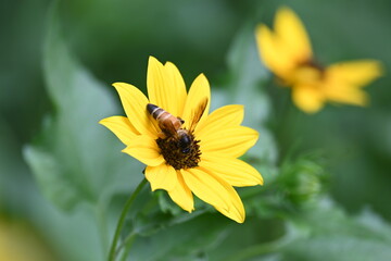 Honey bee collecting pollen from sunflower. A close up of a bright yellow sunflower with a bee gathering pollen in its center. wildlife.

