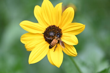 Honey bee collecting pollen from sunflower. A close up of a bright yellow sunflower with a bee gathering pollen in its center. wildlife.

