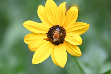 Honey bee collecting pollen from sunflower. A close up of a bright yellow sunflower with a bee gathering pollen in its center. wildlife.

