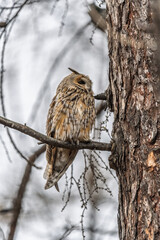 Long-eared owl (Asio otus), looking forward with wide opened eyes