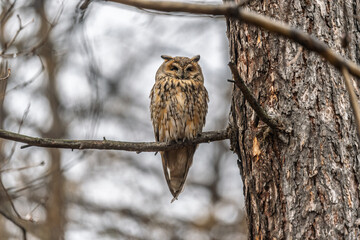 Long-eared owl (Asio otus), looking forward with wide opened eyes