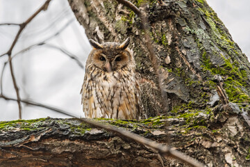 Long-eared owl (Asio otus), looking forward with wide opened eyes