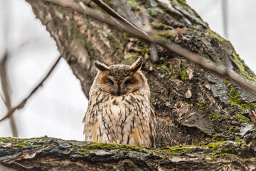 Long-eared owl (Asio otus), looking forward with wide opened eyes