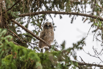 Long-eared owl owlet on a tree