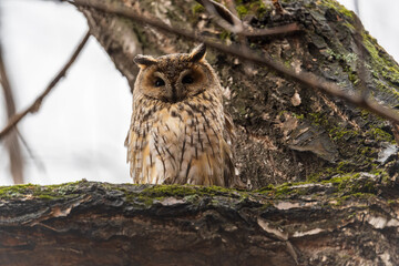 Long-eared owl (Asio otus), looking forward with wide opened eyes