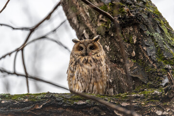 Long-eared owl (Asio otus), looking forward with wide opened eyes