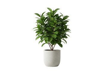 Obraz premium Green plant in white pot indoor plant houseplant foliage greenery