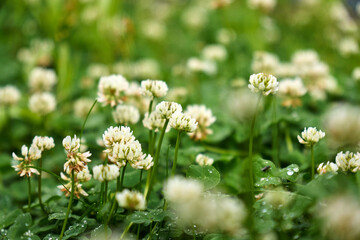 Clover blossoms flourish in a lush green landscape during early morning hours