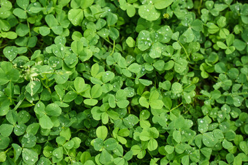 Delicate white clover flowers bloom among vibrant green leaves