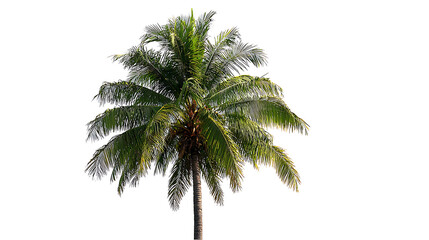 Obraz premium palm tree on white background