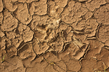 Cracked dry soil under sunlight shows the effects of drought in a rural area during daytime