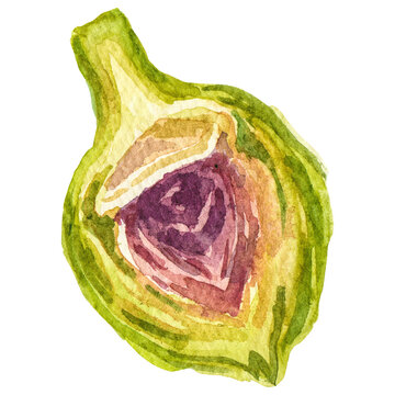 Watercolor painted artichoke. Hand drawn fresh food design eleme