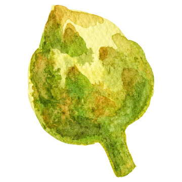 Watercolor painted artichoke. Hand drawn fresh food design eleme