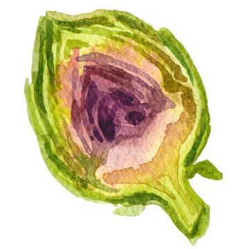 Watercolor painted artichoke. Hand drawn fresh food design eleme