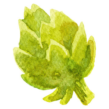 Watercolor painted artichoke. Hand drawn fresh food design eleme