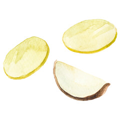 Watercolor painted radish. Hand drawn fresh food design element