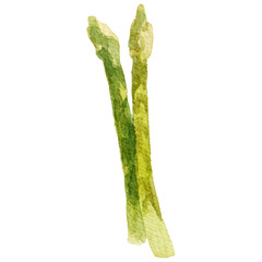 Watercolor painted asparagus. Hand drawn fresh food design eleme