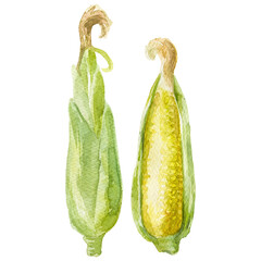 Watercolor painted corn. Hand drawn fresh food design element is