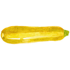 Watercolor painted zucchini. Hand drawn fresh food design elemen