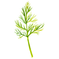 Watercolor painted dill. Hand drawn fresh food design element is