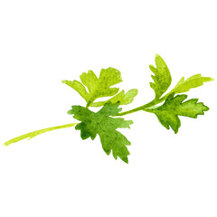 Watercolor painted parsley. Hand drawn fresh food design element