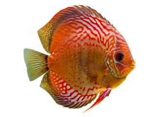 Vibrant Discus Fish Red Discus Aquarium Fish Tropical Fish Freshwater Fish Detailed Closeup isolated on transparent background